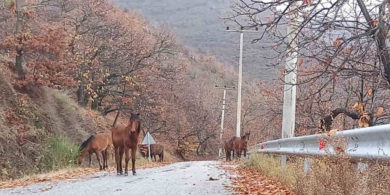 Zeytinde ‘Yok Yılı’ Yük Hayvanlarına Yaradı