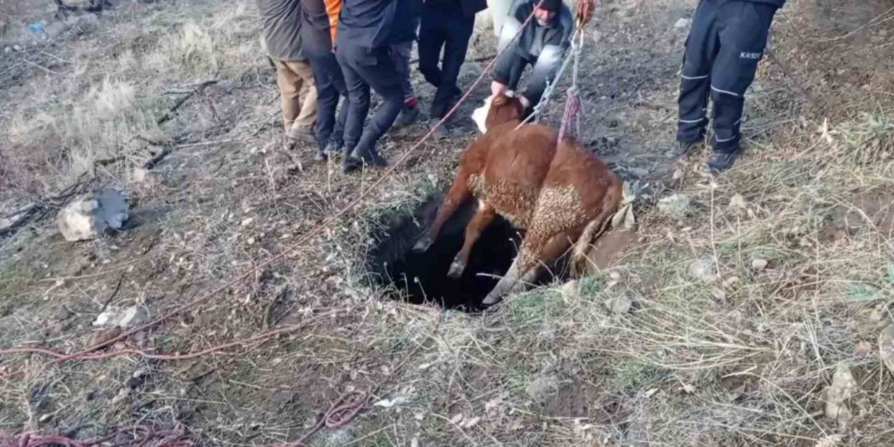 Çukura Düşen Buzağıyı İtfaiye Kurtardı