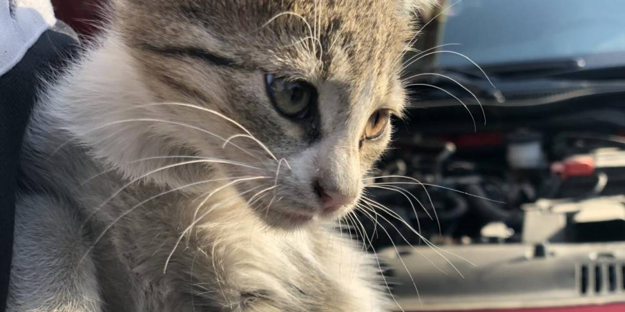 Araç Sürücülerine “Küçük Dostlarımız İçin Kaputa Vur” Uyarısı