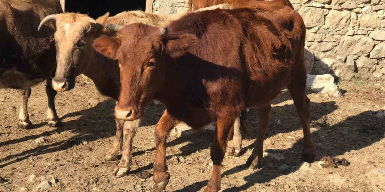 Sığır Besicileri Desteklenerek Yerli Irk Koruma Altına Alınıyor