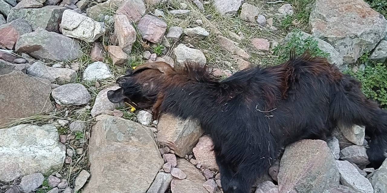 Depremde Telef Olan Hayvanlarının Yerine Aldığı Hayvanları Kurt Saldırısıyla Telef Oldu