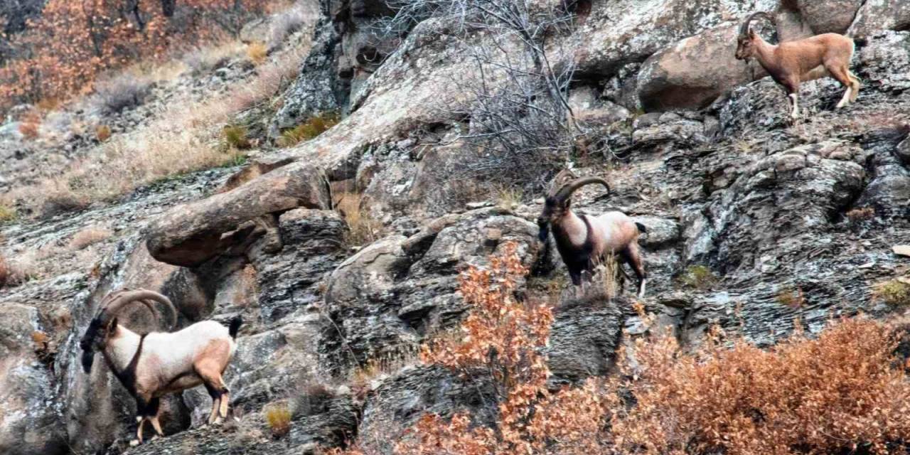 Nesli Tehlike Altındaki Hayvanlar İçin Envanter Çalışması Yapıldı