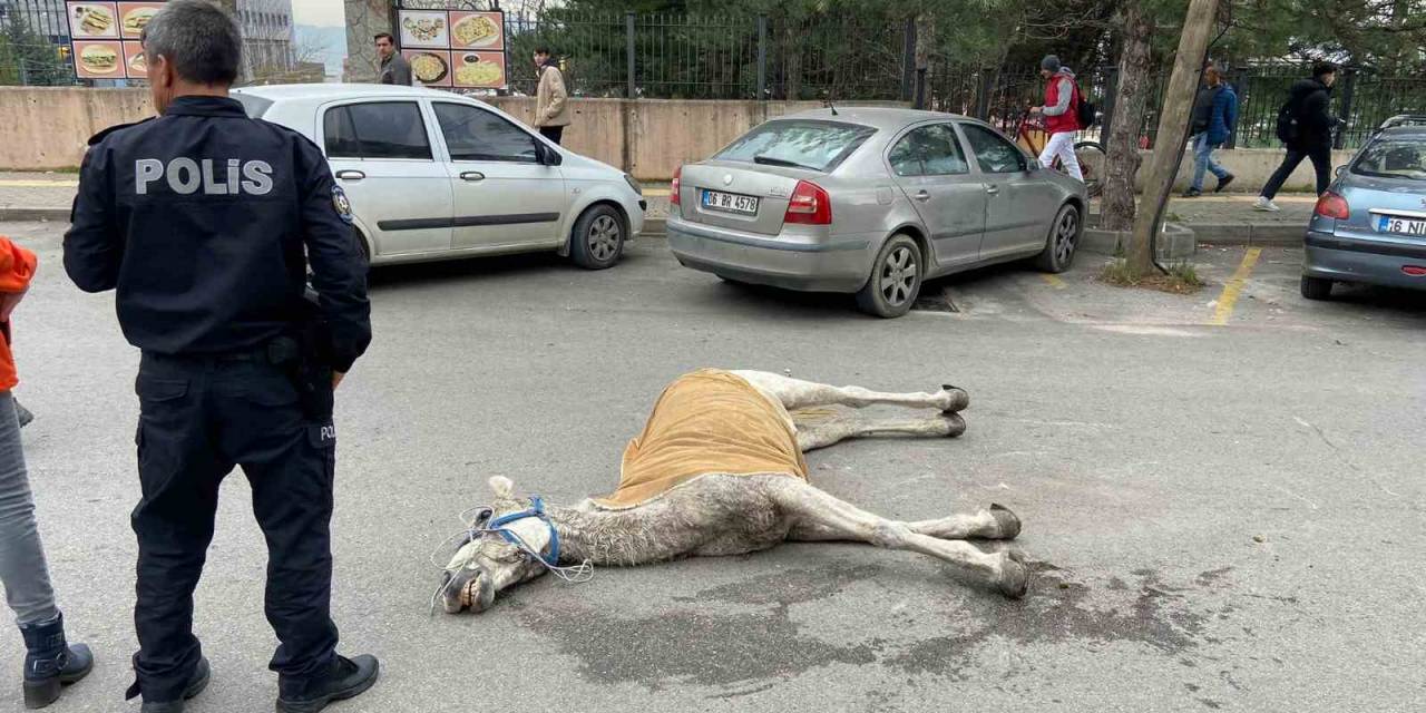Bursa’da Başıboş At Sokak Ortasında Yere Yığıldı