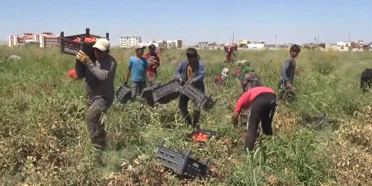 Tarım İşçisi Avukatlar, Mevsimlik Tarım İşçilerinin Sorunlarını Ele Aldı