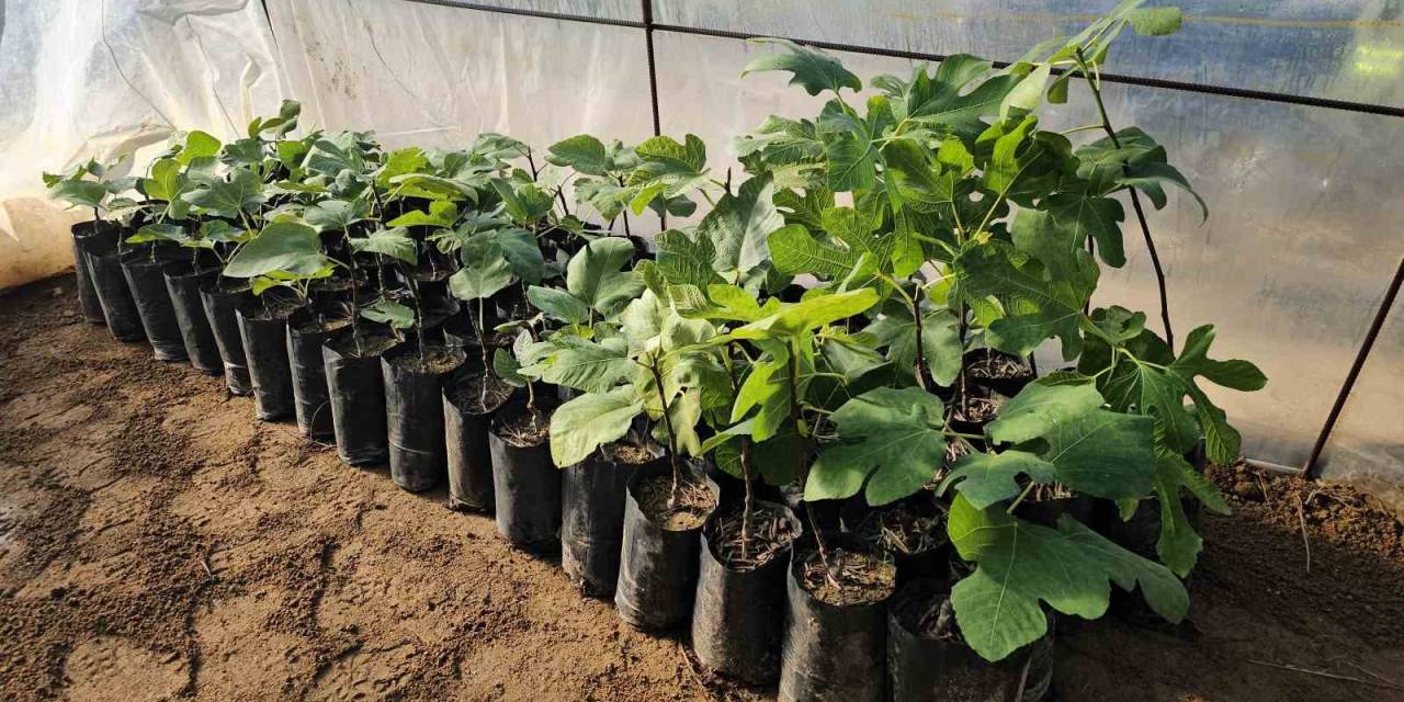 Nazilli Belediyesi’nden Üreticilere Destek