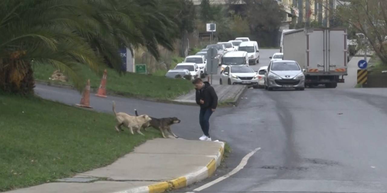 Bağcılar’da Başıboş Gezen Köpekler 1 Kişiyi Isırdı, 3 Kişi İse Son Anda Kurtuldu