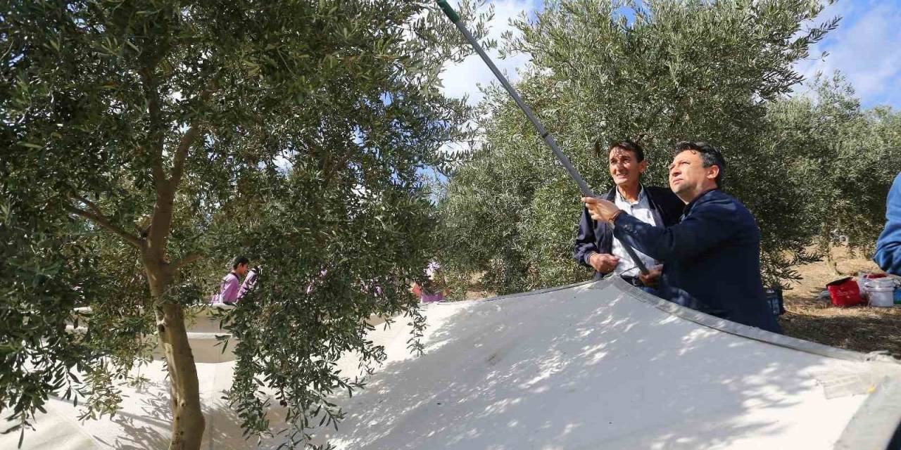 Muğla’da Beşinci Zeytinyağı Kalite Yarışması Başvuraları Başladı