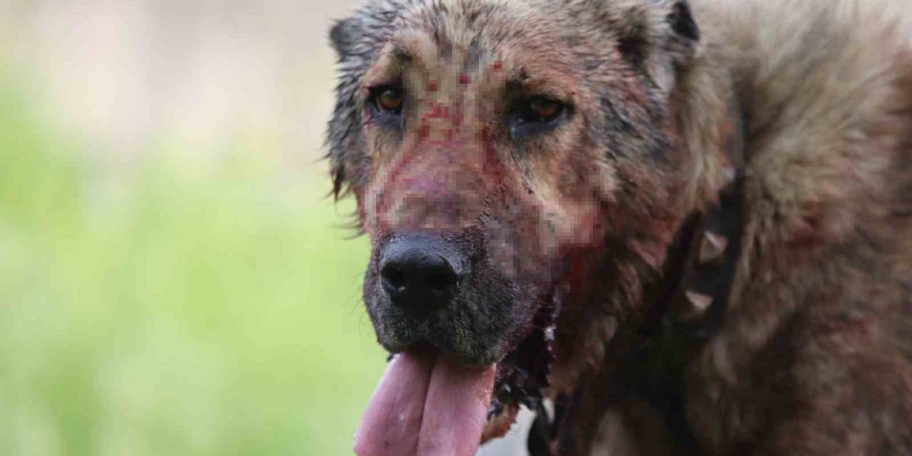 Kasıtlı Tahrik Edilen Köpek ‘Silahla Tehdit’ Suçu Oluşturuyor