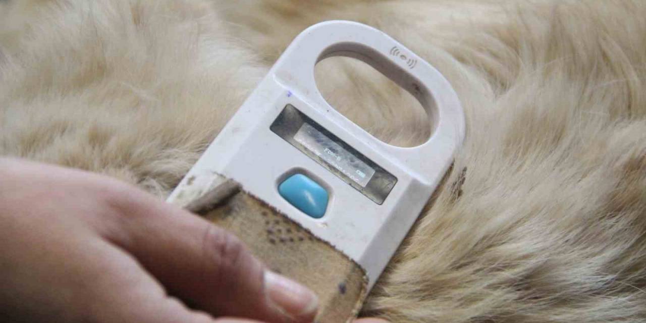 Sahiplendikleri Hayvanları Sokağa Bırakanlara Çipli Takip