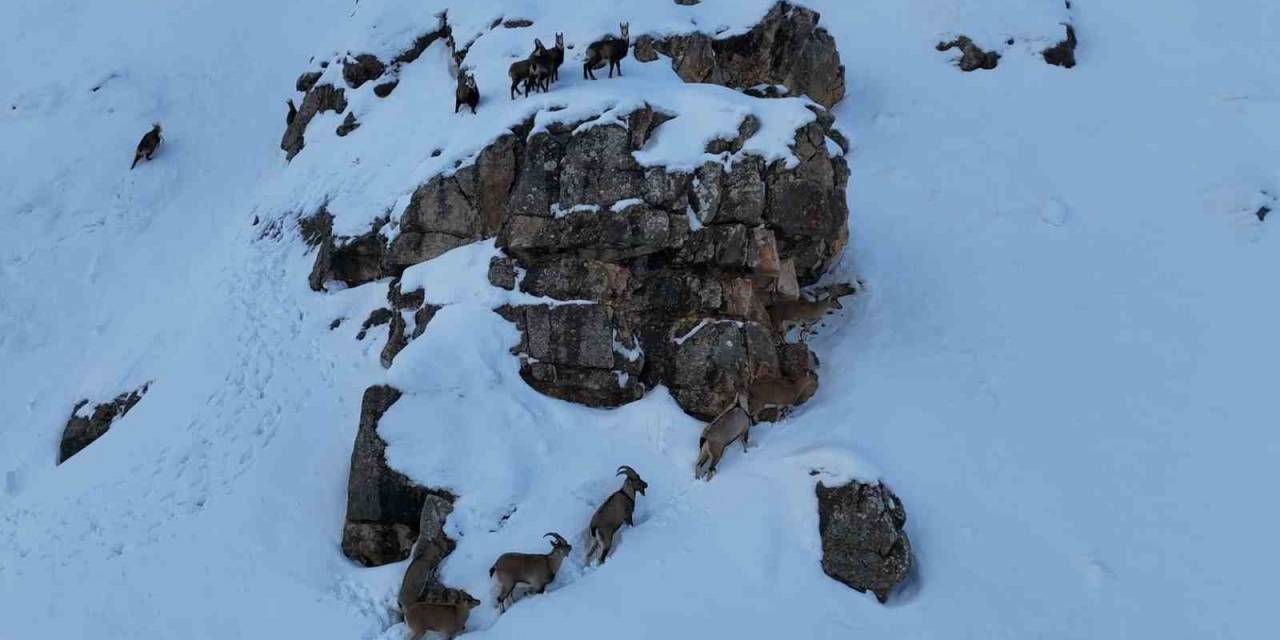 Karla Kaplanan Munzur Dağlarında Sürü Halindeki Yaban Keçileri Havadan Görüntülendi