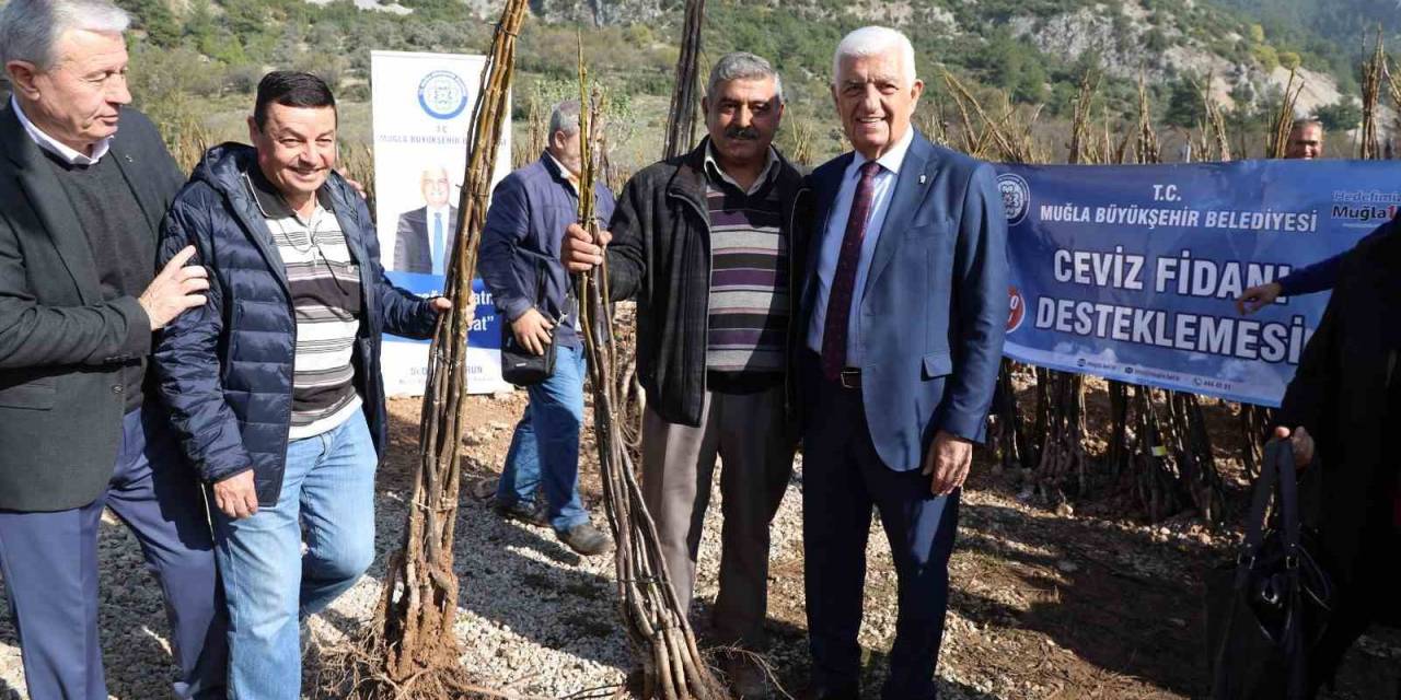 Büyükşehir’den Üreticilere 151 Bin 780 Fidan Desteği