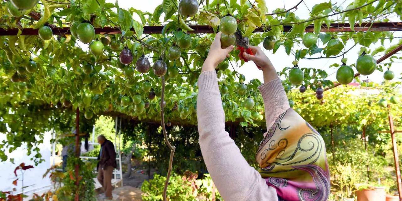 Anamur’da Passiflora Hasadı Başladı