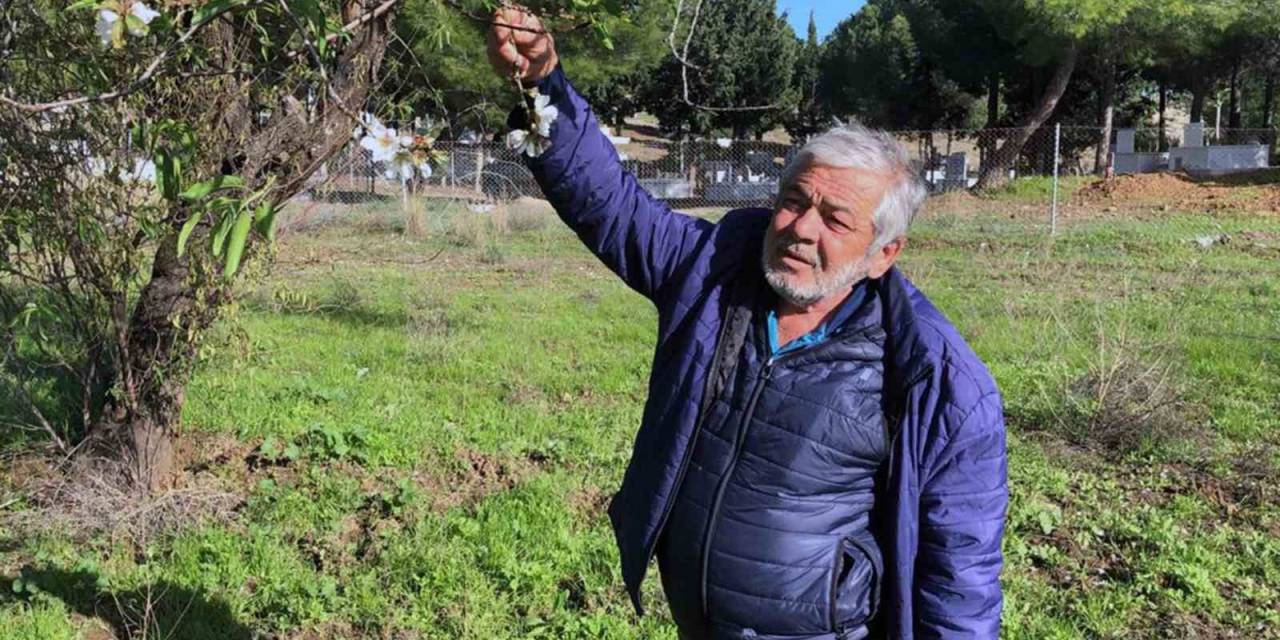 Datça’da Badem Ağaçları Çiçek Açtı