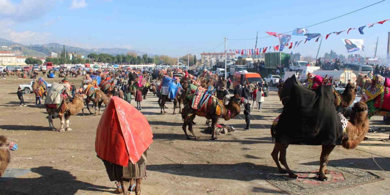 Deve Güreşlerine Katılım Yoğun Oldu