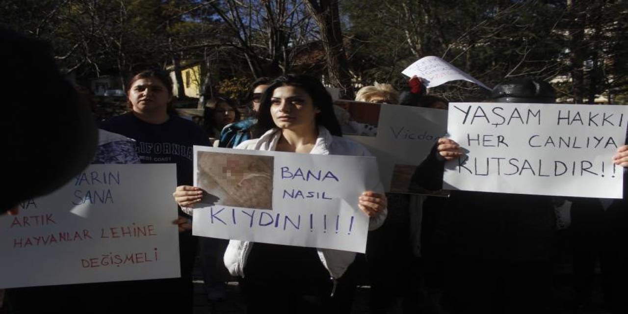 Vahşice Telef Edilen Kedi İçin Hayvanseverlerden Tepki