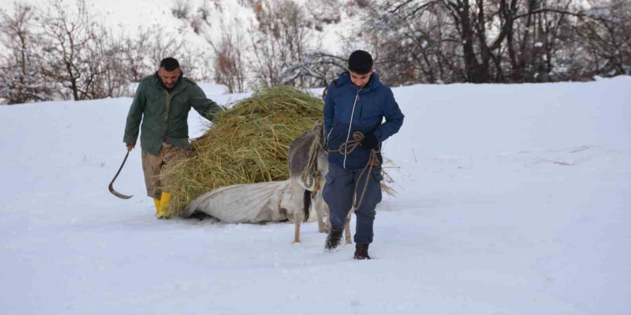 Şırnaklı Besici Kızak Yardımıyla Saman Balyalarını Taşıyıp Hayvanlarını Besliyor