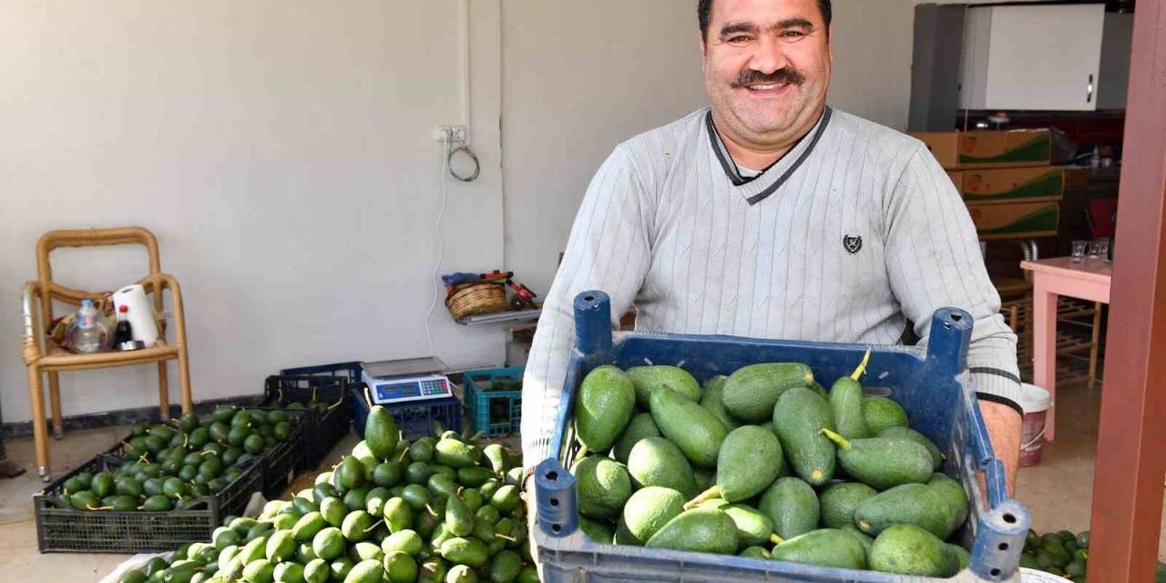 Avokado Üreticileri Hasat Yaptı