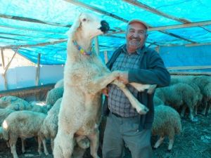 Tokat’ta 2 Bin 500 Tl’lik Koç