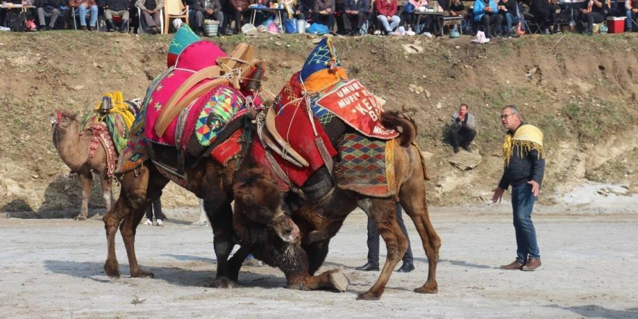 Başkan Güler, Deve Güreşi Festivalini İptal Ettiklerini Duyurdu