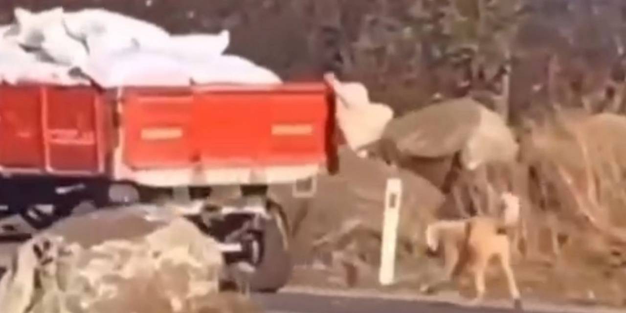 Şanlıurfa’da Römorka Köpeği Bağlayıp Sürükleyen Şahsa Para Cezası Verildi