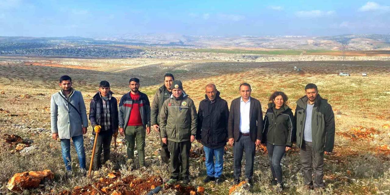 Besni Kaymakamı Partal Dikilen Fidanları İnceledi