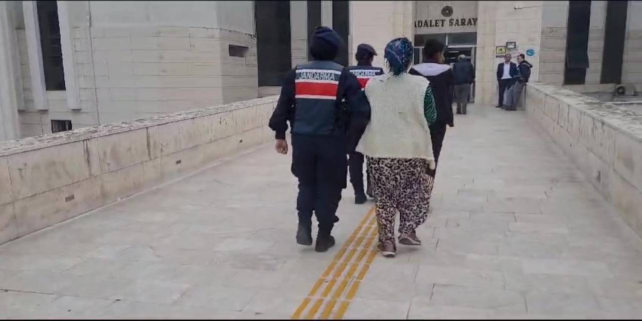 Jandarmadan Zeytin Hırsızlarına Gece Baskını...2 Kişi Gözaltına Alındı