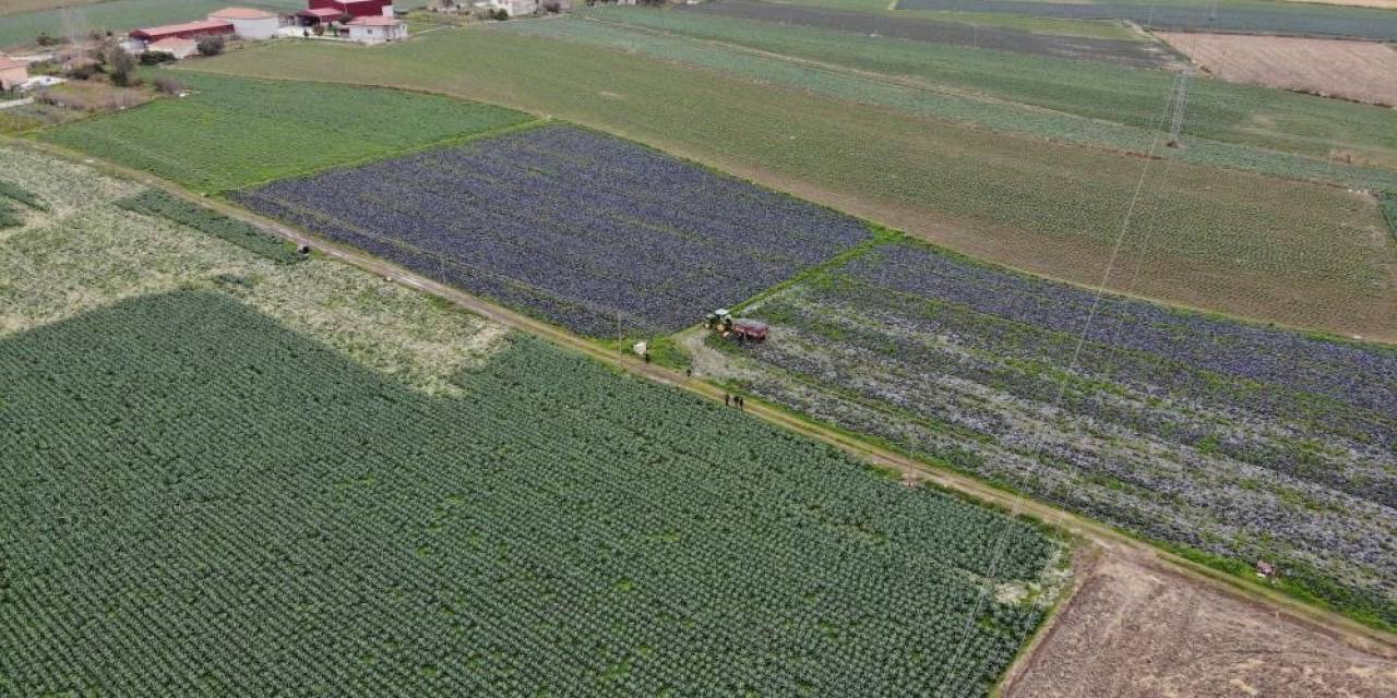 Kışlık 500 Bin Ton Sebze Üreten Samsun, Karnabaharda Da Türkiye 1’inciliğine Yükseldi