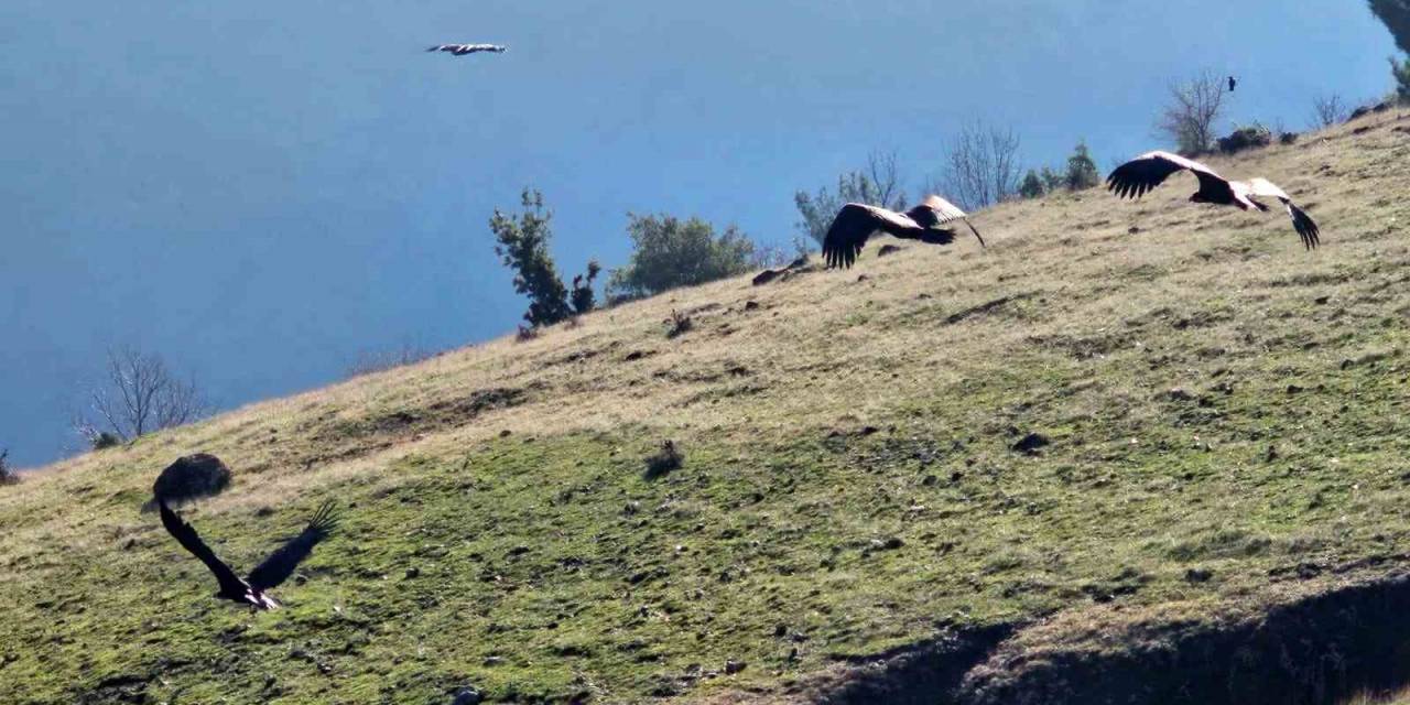 Kahramanmaraş’ta Nesli Tükenmekte Olan Akbabalar Görüntülendi