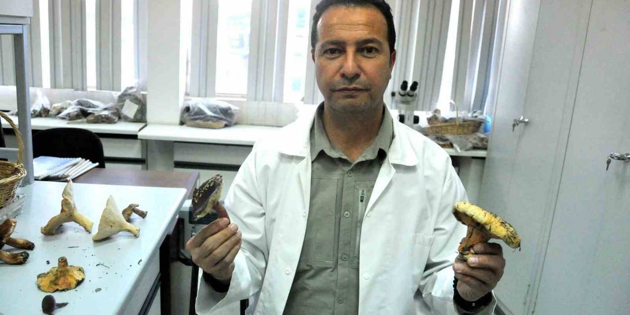 Muğla’da Mantar Bereketi Yaşanırken, Uzmanlar Zehirlenmelere Karşı Uyardı