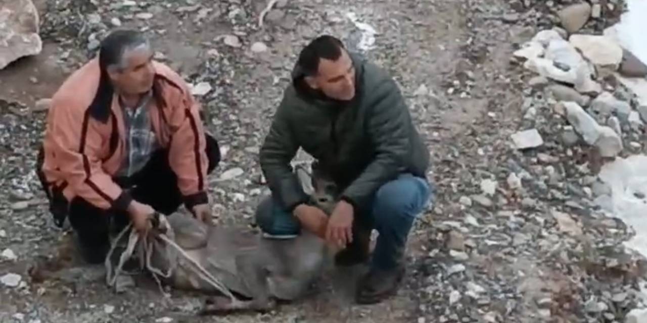 Kayalık Alanda Sıkışan Karaca İçin Ekipler Seferber Oldu