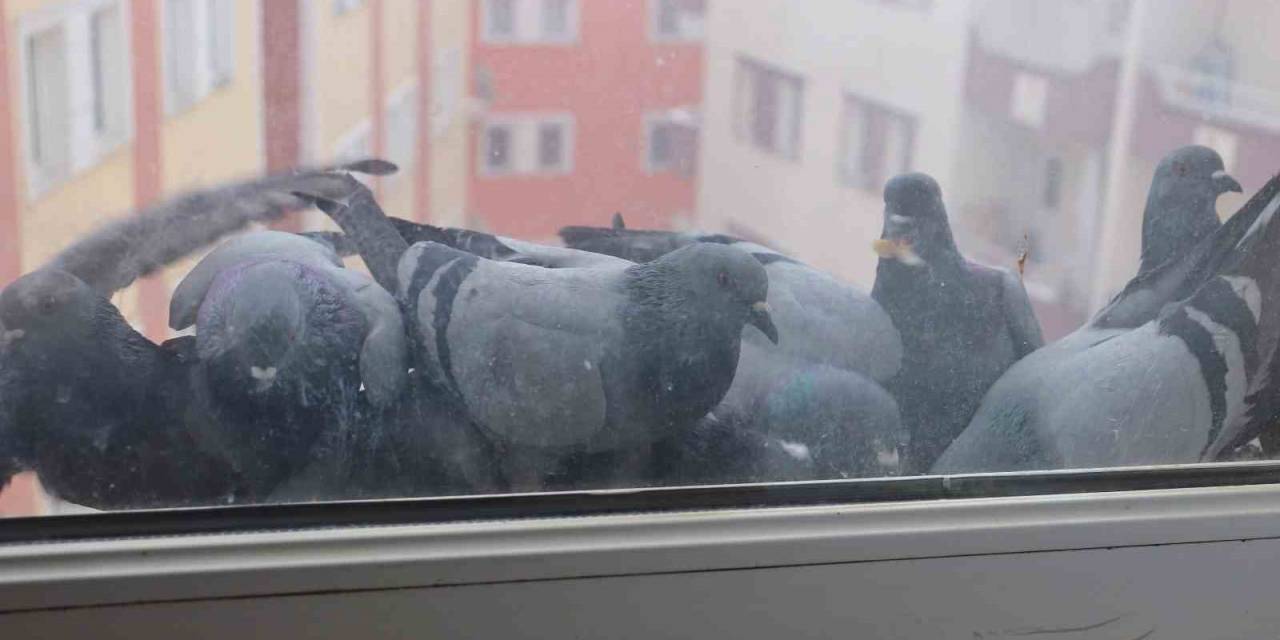 Ağrı’da Soğuk Hava Sokak Hayvanlarına Zor Anlar Yaşatıyor