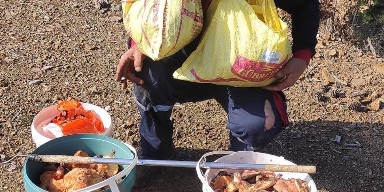 Mevsiminde Topladığı Mantarları Satarak Ayda Yaklaşık 90 Bin Lira Kazanıyor