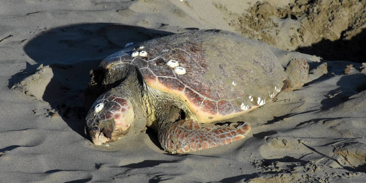 Sinop’ta Nesli Tükenmekte Olan Caretta Caretta Ölü Halde Bulundu