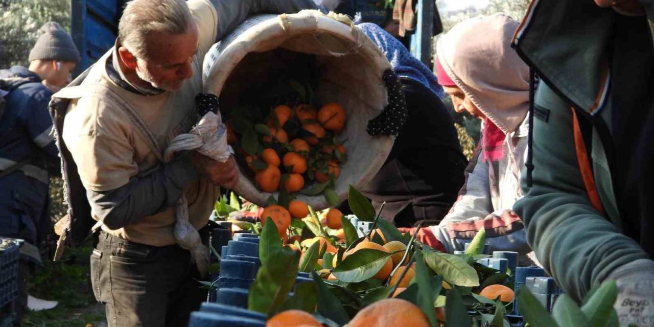 Depremzede Mandalina Üreticisine Hatay Valisi’nden Destek