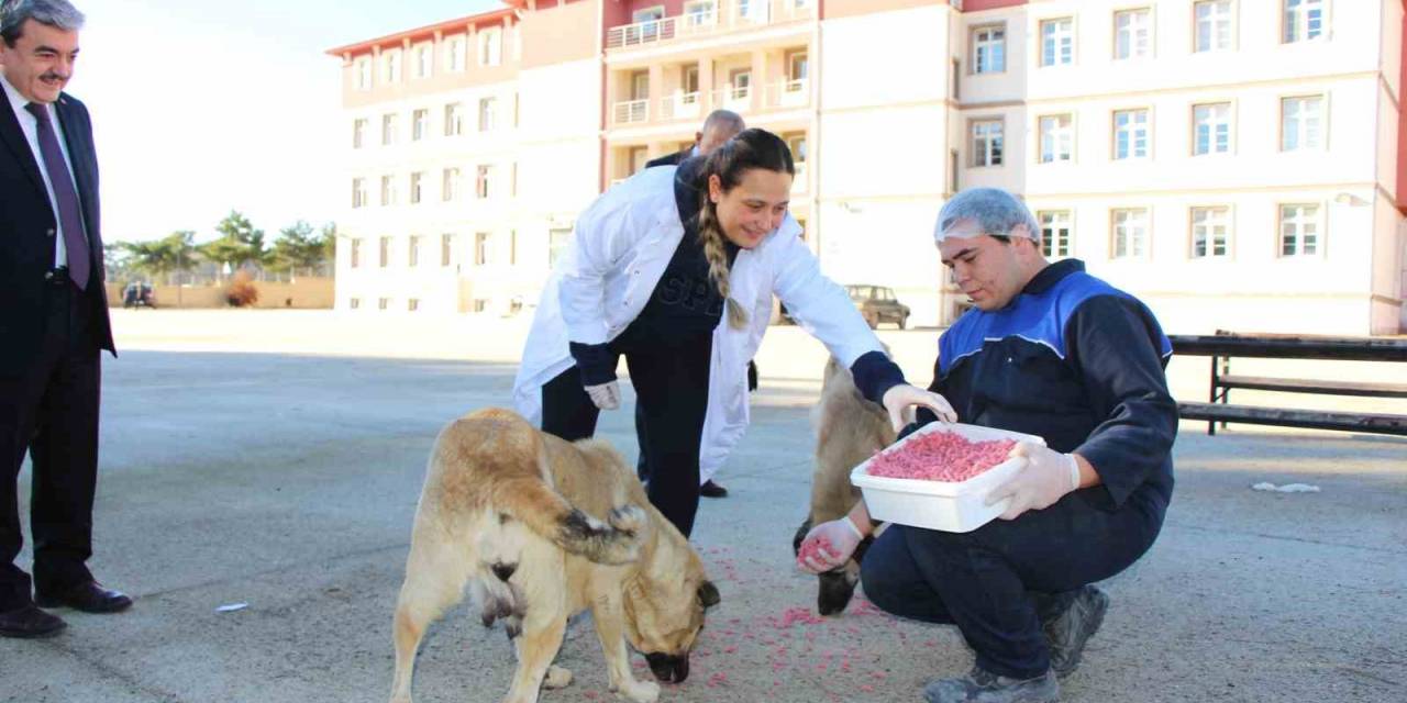 Amasya’da Meslek Liseliler Yemek Artıklarını Kedi Ve Köpek Mamasına Dönüştürdü