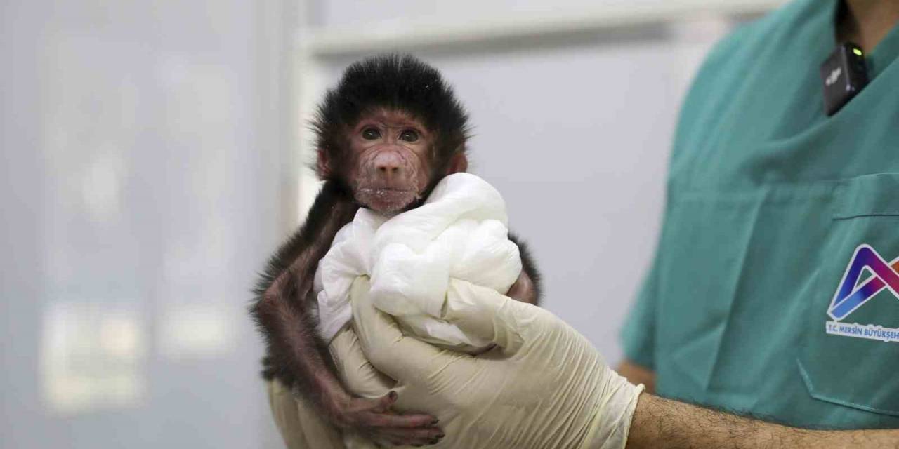 Annesinin Kabul Etmediği Babun Yavrusuna Belediye Ekipleri Bakıyor