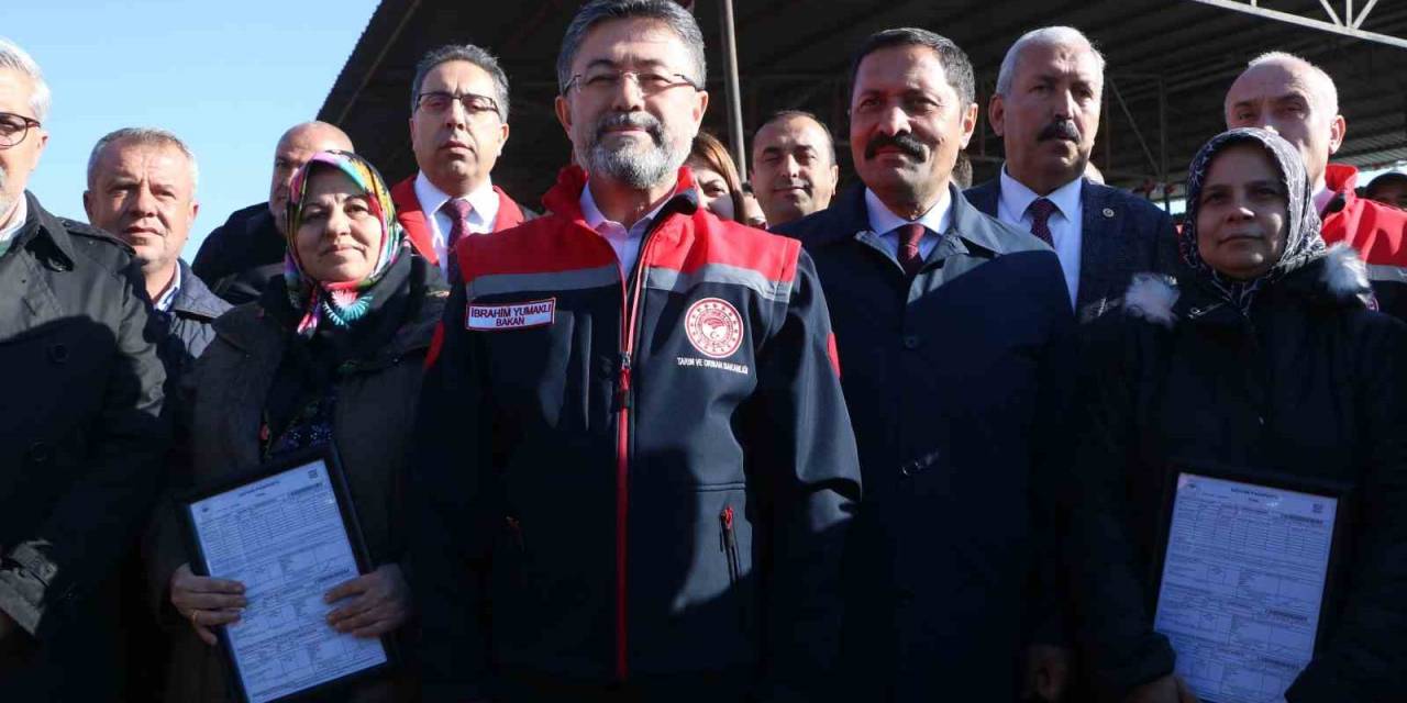 Bakan Yumaklı, Depremde Hayvanlarını Kaybeden Üreticilere Büyükbaş Hayvan Dağıtımına Katıldı