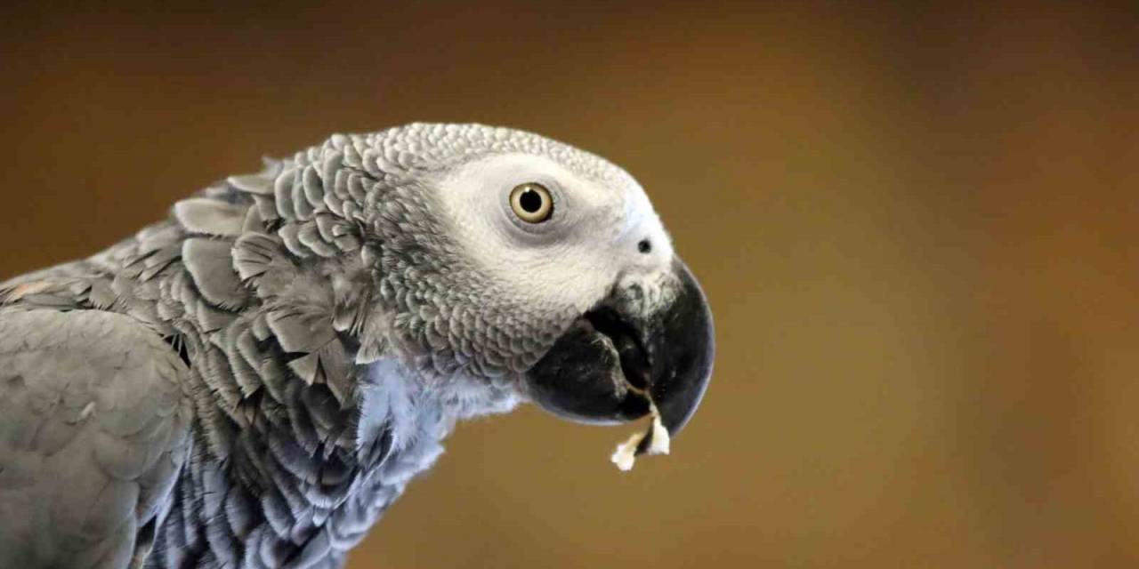 Tropikal İklimi Kayseri’ye Taşıdılar