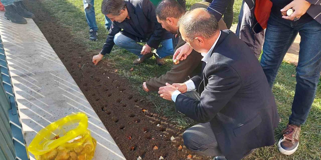 Baharı Müjdeleyecek Olan Laleler Beyoğlu’nda Toprağa Dikildi