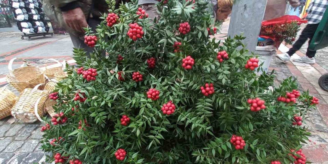 Şans Çiçeği Kokinalar İlgi Görüyor