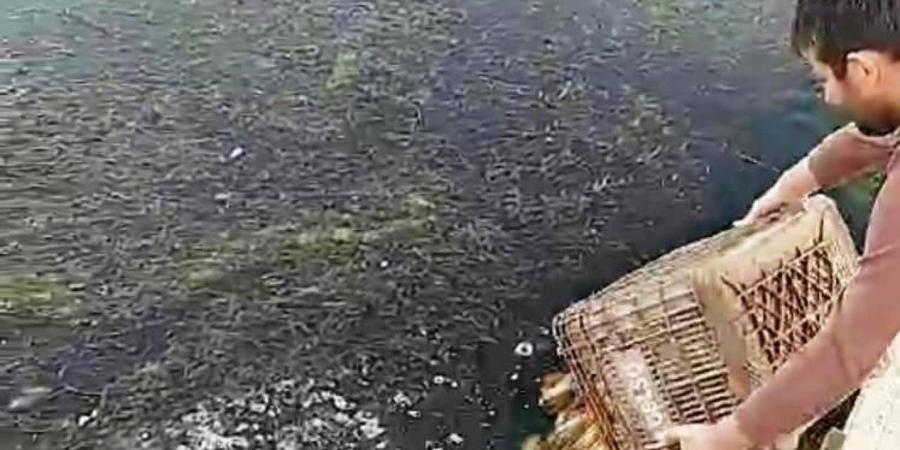 Eğirdir Gölü’nden Kaçak Yollarla Avlanan 160 Kilogram Kerevit Göle Bırakıldı