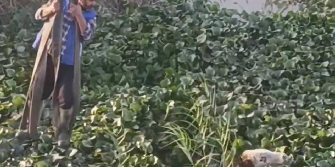 Vincin Kancasına Taktığı Halatla Nehre Düşen Tosunu Kurtarmaya Çalıştı, O Anlar Kamerada