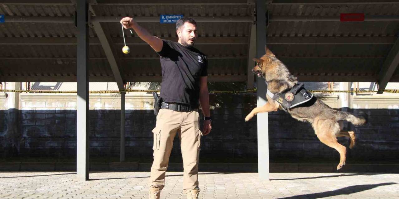 Polisin En Büyük Destekçisi Dedektör Köpekler