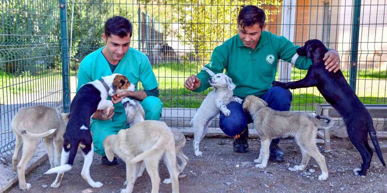 Bozyazı Bakımevi, Sahipsiz Hayvanları Güvenli Yeri Oldu