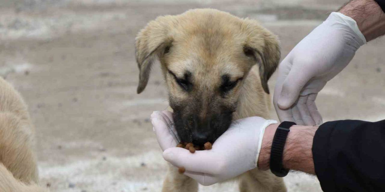 2023’te 4 Bin 209 Sokak Hayvanı Sıcak Yuvaya Kavuştu