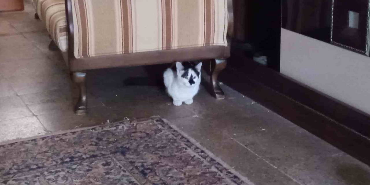 Soğukta Üşüyen Kediler Onun Dükkânına Sığınıyor