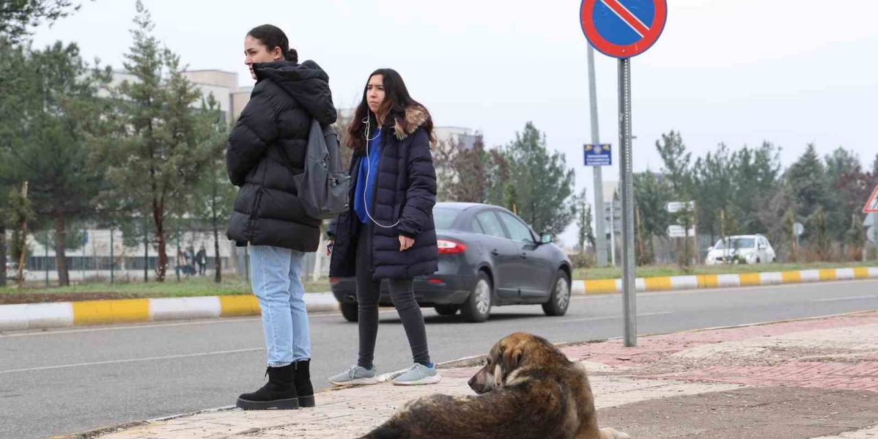 Sokak Köpekleri İçin Barınak Ve Çip Vurgusu