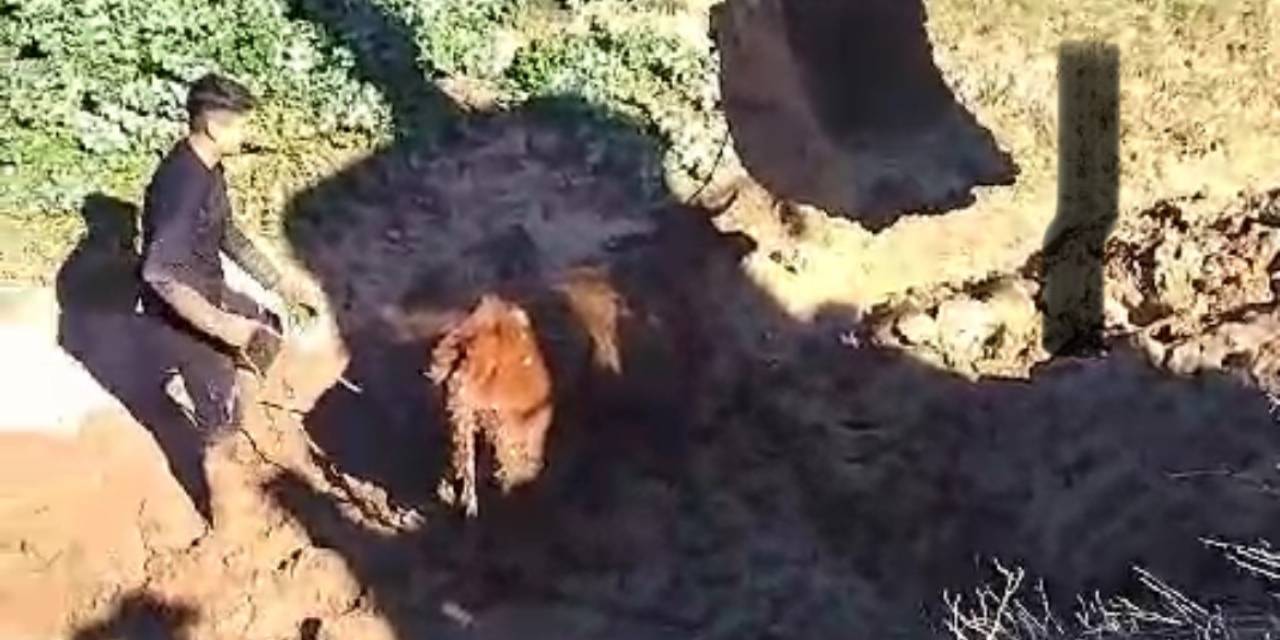 Şırnak’ta Çamura Saplanan İnek İki Gün Sonra Kepçeyle Kurtarıldı