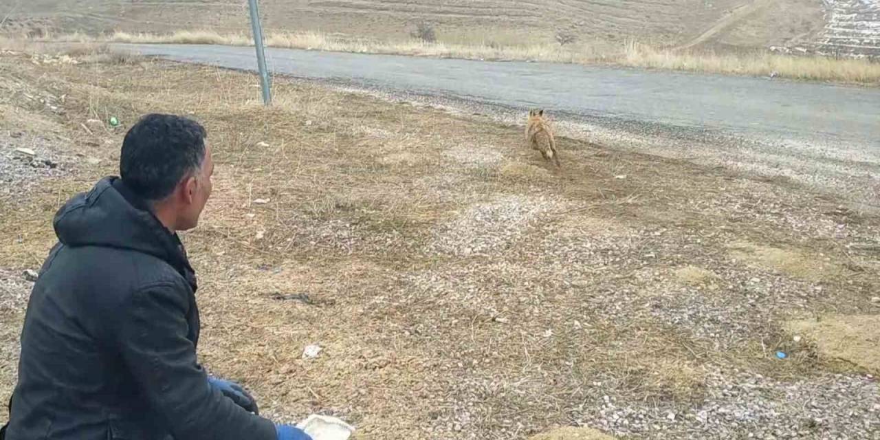 Kurnaz Tilki Bu Kez Yakayı Ele Verdi