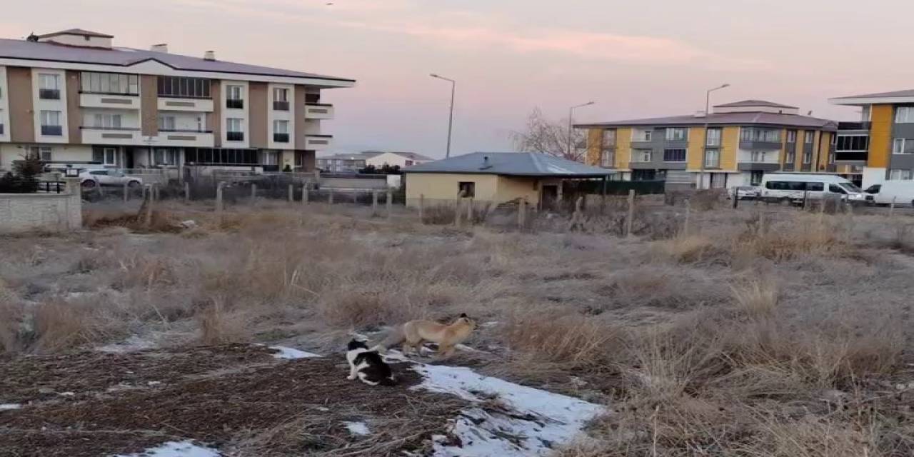 Erzurum’da Tilkiler Mahallelere Dadandı